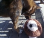What's This - Another Bear Head Big As Mine?