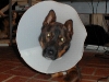I Haz a Sad