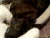 Iz Sleeping