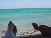 Sea of Feet
