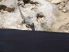 Palapa Guest - The Lizard