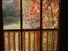 Fall Colors Out Back Door