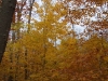 Fall Colors 4