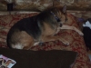Damn Paparazzi - Leave Me Alone!