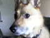 Allo