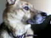 I Noble Hound