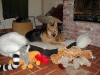 These Mai Toyz        