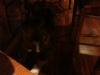 Aki Hides from the Dasterdly Niko