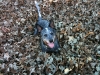 fall-bear-2-jpg