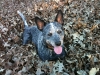 fall-bear-3-jpg