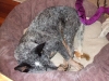 i-iz-seeping-jpg