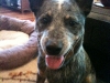 Niko's Happy Face